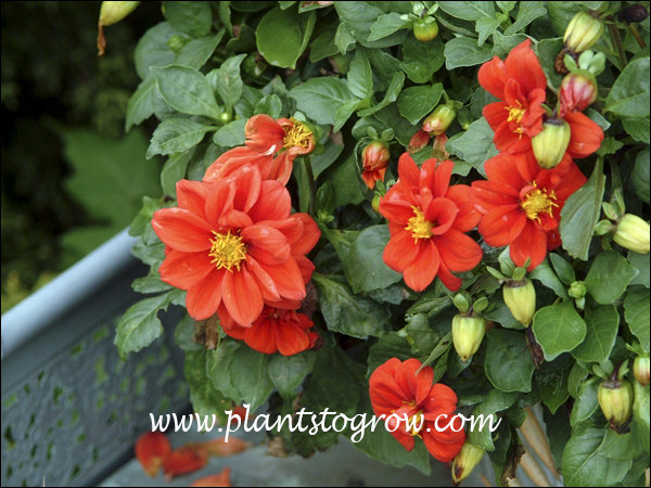 This Dahlia bloomed the entire growing season.